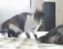 ふたりでお留守番～ミケりんとトラにゃんの1年