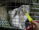 【うさうさ動画】なんかほっぺがペコってなるんだけど・・・