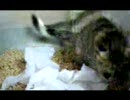 ねこねこ動画