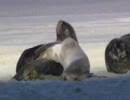 野生動物