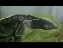 パイソン、ハムスターを水に浸けてから呑む