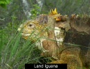 ガラパゴスの動物(イグアナ、ペンギン、アシカ)