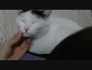 満腹で眠くなるぬこ