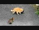 猫　ヒーロー？KY？