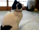 飛ぶ猫。