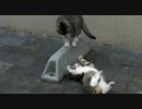 最近良く見かける猫８２（かご猫のじゃれあい編）