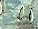 ペンギン