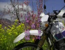 【桃色プチツー】2010年 春 山梨 桃編【のんびりセローで】