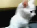 白黒な子猫たち