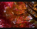 【歌ってみた】斥力【弾き語り】