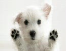 動物の画像みながら癒し系ラップ聴く