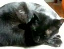 ねこねこ