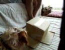ハリーｖｓさけ１　箱入り戦