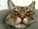 うちのねこ