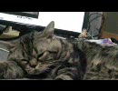 長崎ツーリング　　後始末猫叱責編　