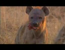 リカオンから獲物を奪うハイエナ