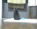 ふたりでお留守番～トラにゃんの失敗