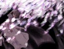 【黄泉桜】歌ってみた【限月】