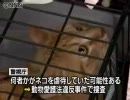 動物虐待か、 公園に皮膚の焼けただれた猫　東京