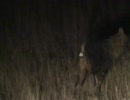 マーキングをしてから食べるハイエナ