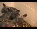 リカオンの子供たちがじゃれてくる