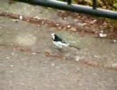 とことこハクセキレイ