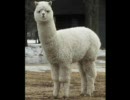 アルパカ