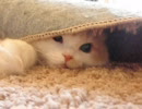 福岡の猫カフェ「猫カフェ　Ｃｌａssic」　４／２３