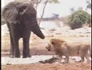 ライオンの群れが仔ゾウを狩る