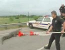 ハイウェイにワニ出現