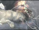 ライオンがゾウの死骸を食べる