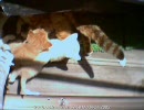 ベランダで子猫がひなたぼっこ動画