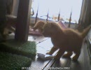 子猫4匹がベランダでモフモフモフモフ　ミ´ω｀彡