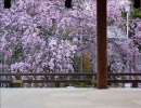 【そうだ京都へ行こう２４】平野神社、京都御所etcさんぽ