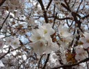 【そうだ京都へ行こう２６】御室桜（三分咲き）etcさんぽ