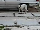 犬が猫の死骸を拾ってきて食べてる【ブラジル】