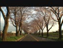 桜並木の春2010.3.31～4.25　♪　BIRTH /  KOKIA