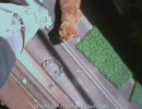 動体検知でベランダに住み着いた子猫を撮ってみた。