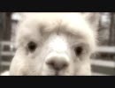 Alpaca