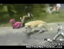 犬に轢かれる自転車