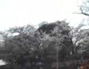 千葉市亥鼻公園　2010-4-6