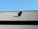 屋根の上のニワトリ