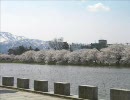 バイクに乗ったら桜が生えていたので