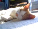 ねこが　ねころんでます