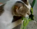 猫がインコ獲って来た【ブラジル】