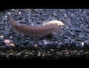 立ち上げ水槽inもふもふ動画