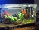 初心者がアクアリウムをやってみた[part02]