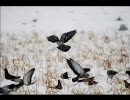 【トラック提供】もず Track21【ニコラップ】