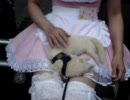 フェレットとメイドさん（アキバにて・・・その２）