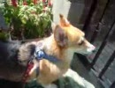 お尻フリフリお散歩コーギー犬